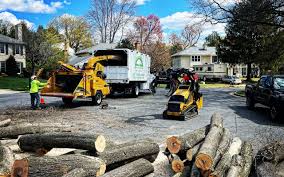 Trusted South Lancaster, MA Tree Services Experts